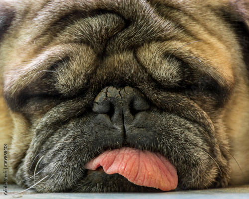 perro Pug durmiendo lindo con lengua hacia fuera photo