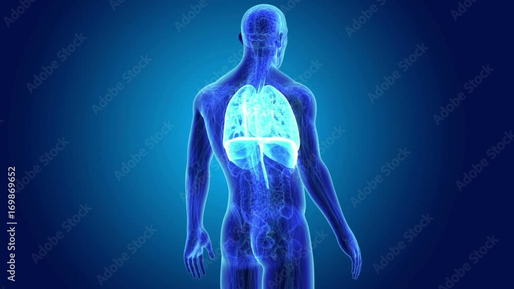 Heart, Lungs and Diaphragm with Anatomy Heart, Lungs and Diaphragm with Anatomy