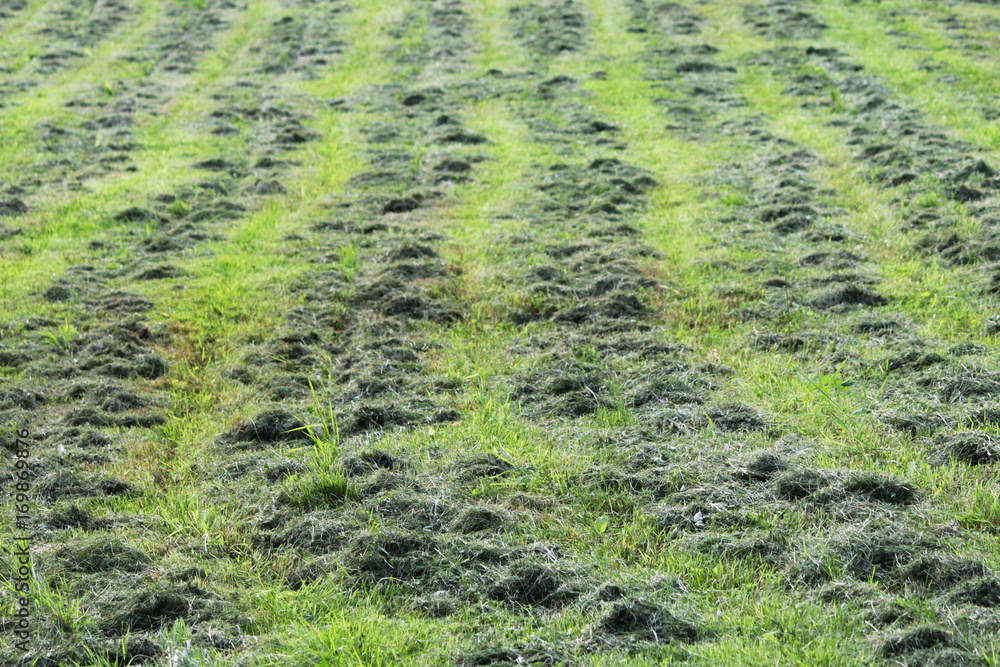 mowed mechanically the grass in the clearing, parallel tracks run in rows. mowed mechanically the grass in the clearing, parallel tracks run in rows.