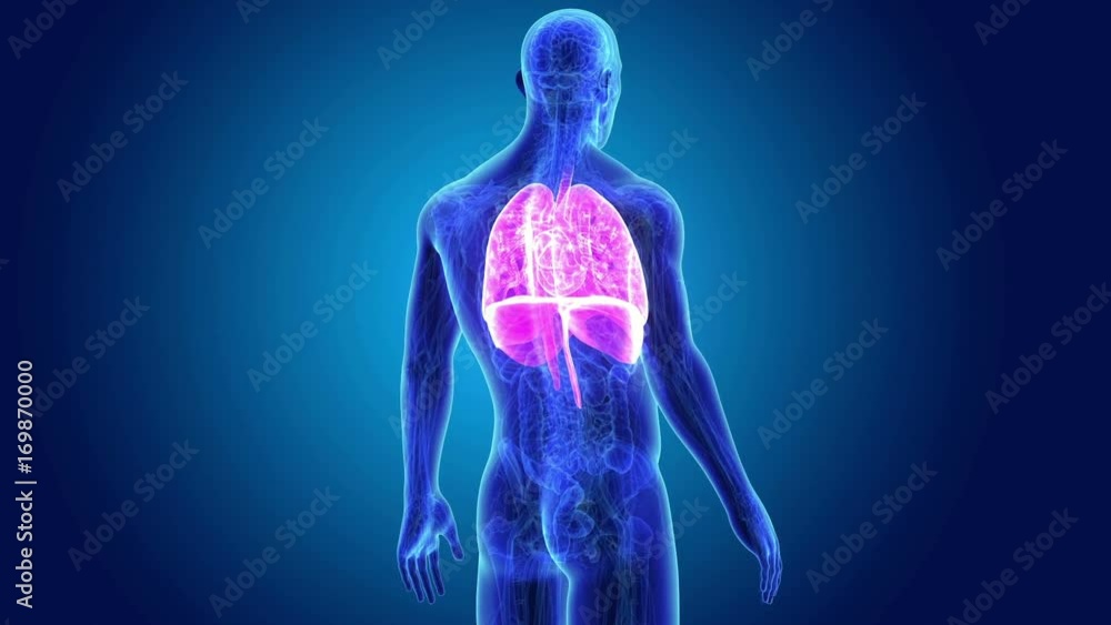 Heart, Lungs and Diaphragm with Anatomy Heart, Lungs and Diaphragm with Anatomy