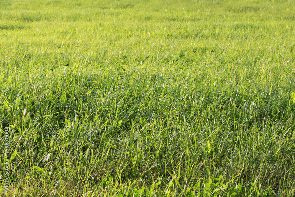 bright juicy green grass on the city wasteland. bright juicy green grass on the city wasteland.