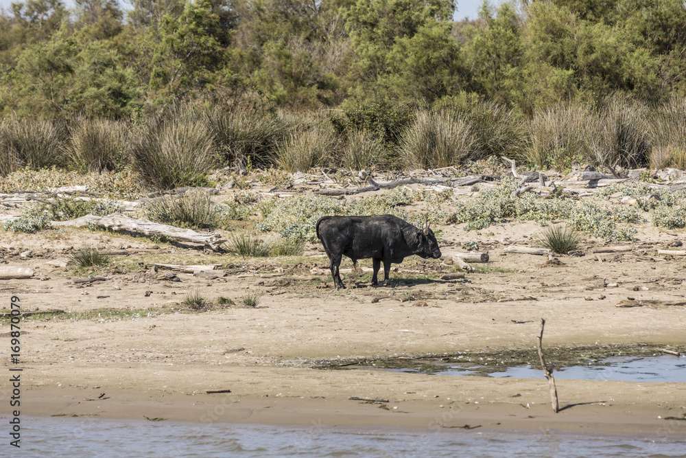 Obraz premium wild bulls praze and rest at a beach in the Rhone delta in the Camargue