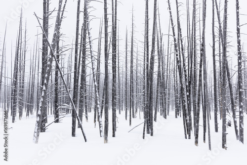 Bare Trees on Snowy Winter Day