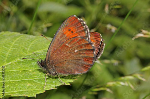 farfalla bruna tipica della montagna (Erebia euryale)