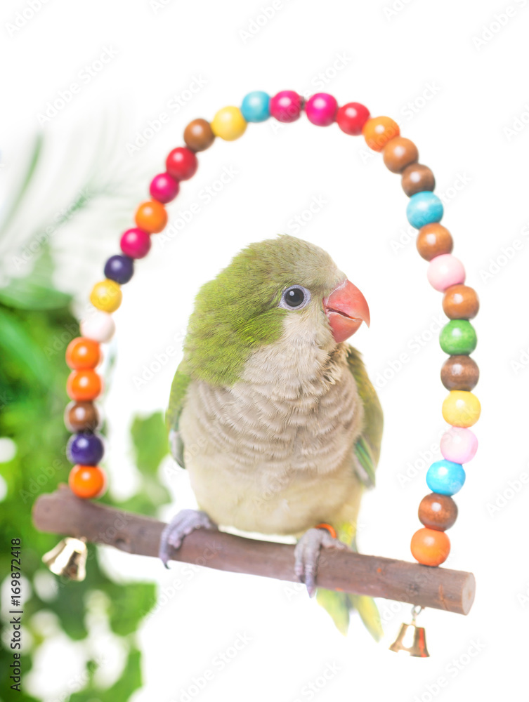 Naklejka premium Monk parakeet in studio