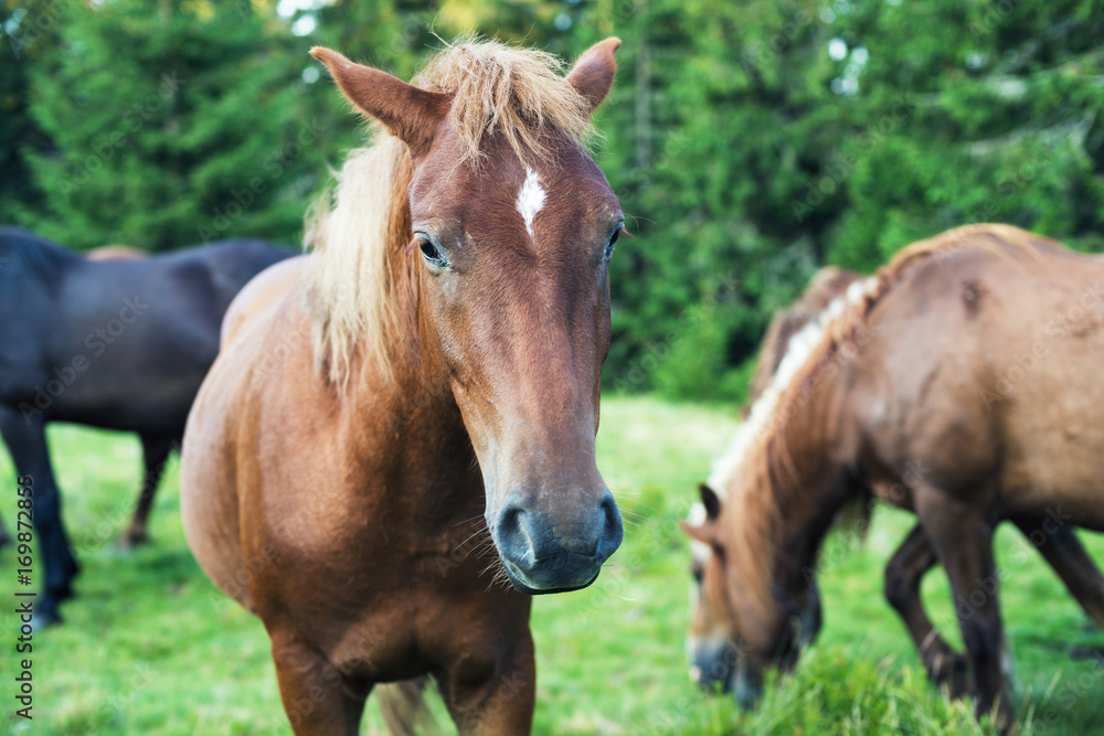 Portrait of a brown horse Portrait of a brown horse