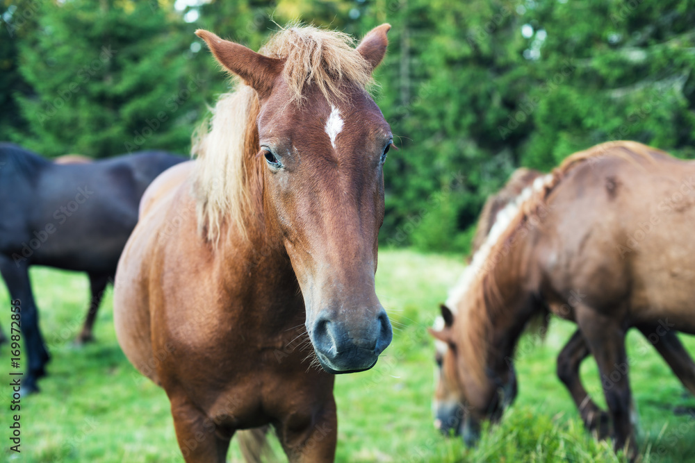 Portrait of a brown horse