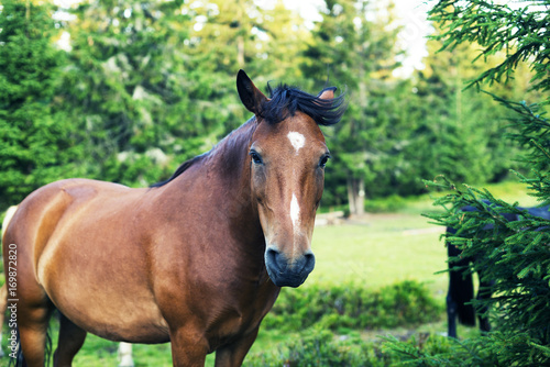 Portrait of a horse with a flowing mane © sanechka