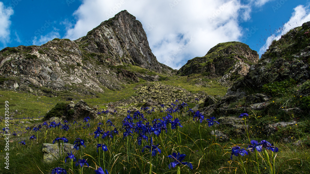 Blue flower mountain field