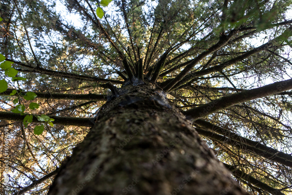 Looking up at pine tree branches Looking up at pine tree branches