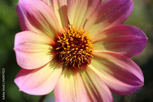 Flower close up