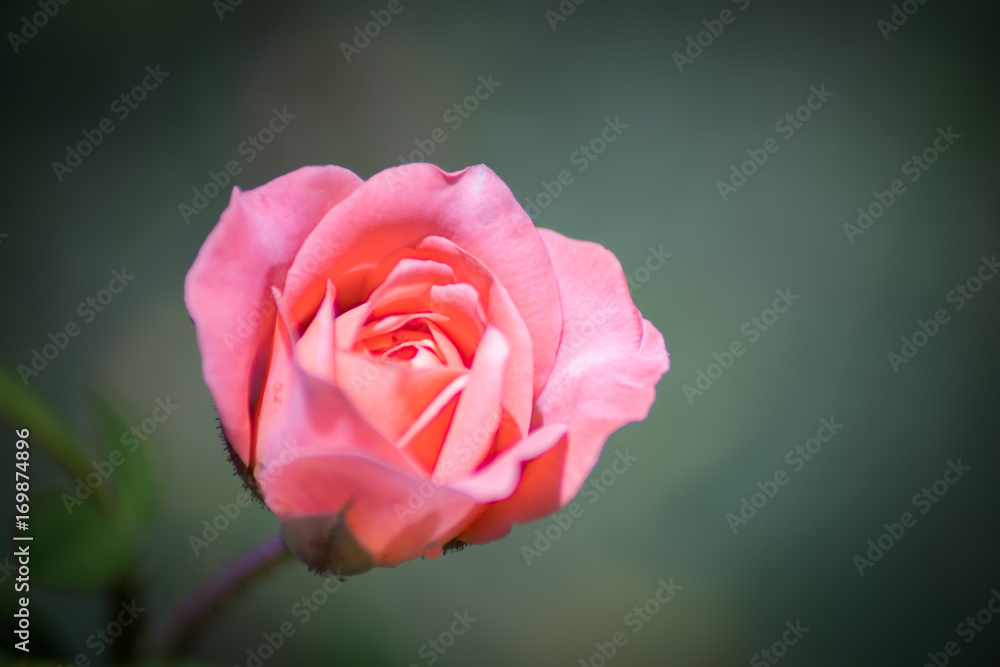 Fototapeta premium Rose