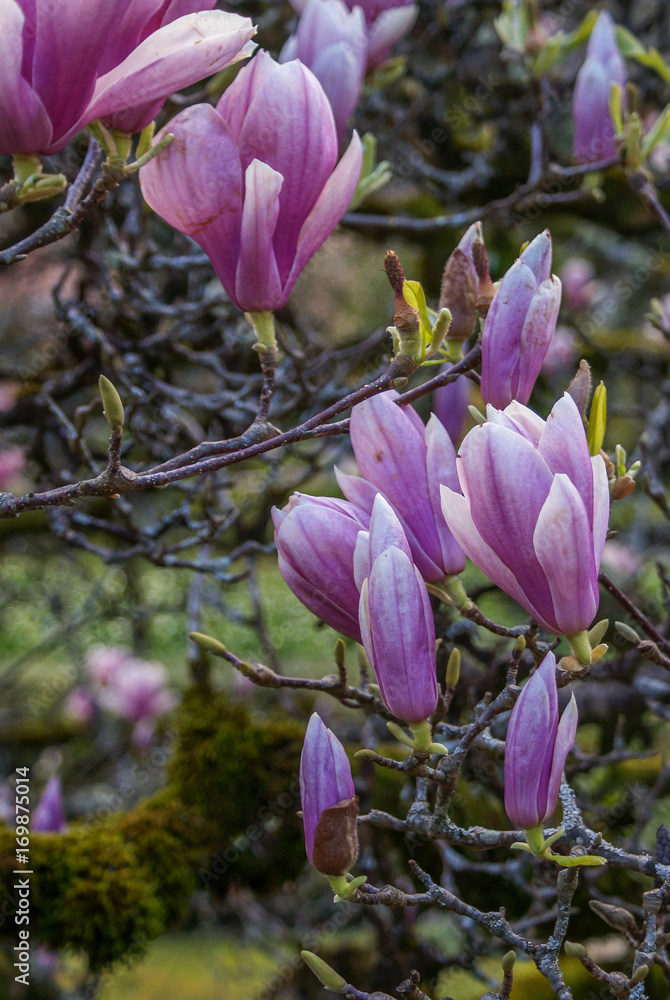 Fototapeta premium Botanical Garden, Coimbra, Portugal