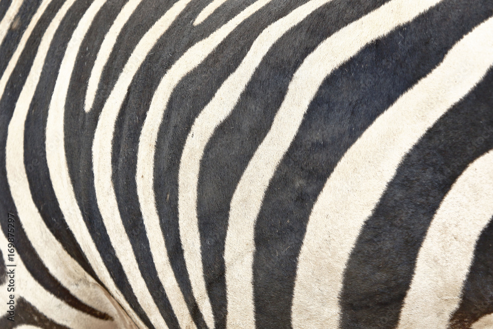 Fototapeta premium Cebra común (Equus quagga)
