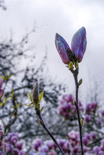 Botanical Garden, Coimbra, Portugal
