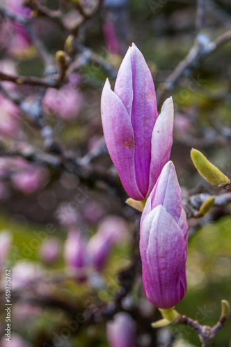 Botanical Garden, Coimbra, Portugal