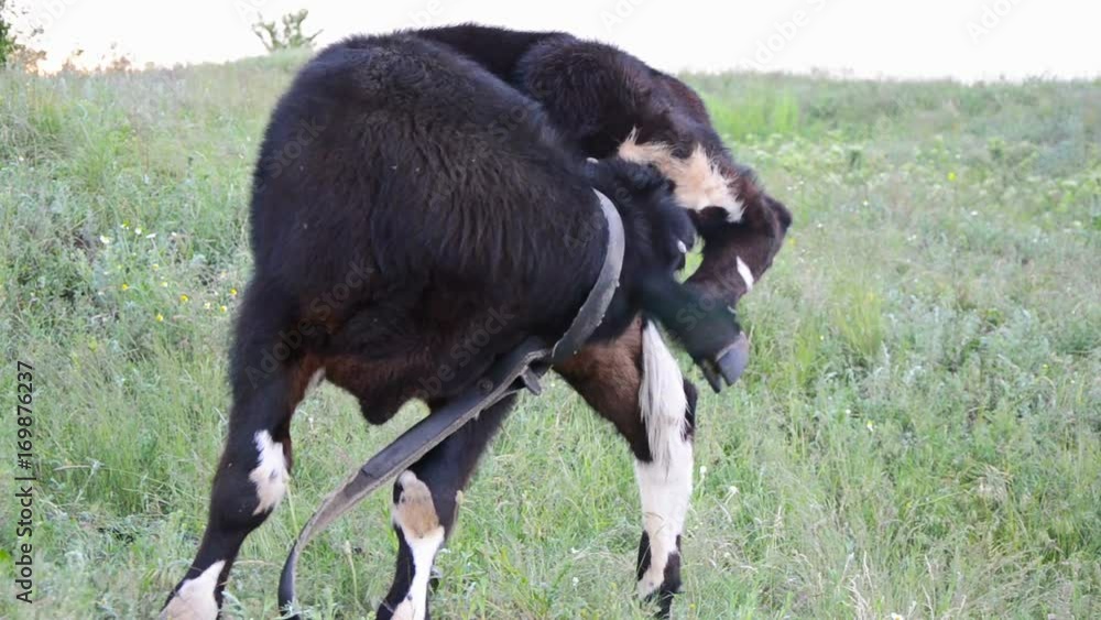 Black bull licks his body lifted up the back foot Black bull licks his body lifted up the back foot