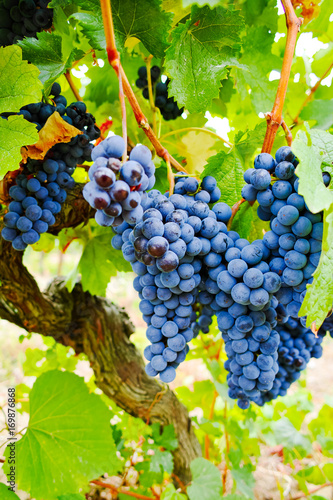 Ripe red wine grapes ready to harvest and wine production