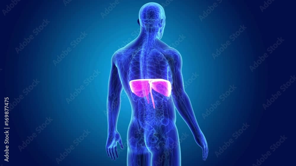 Diaphragm with Anatomy Diaphragm with Anatomy