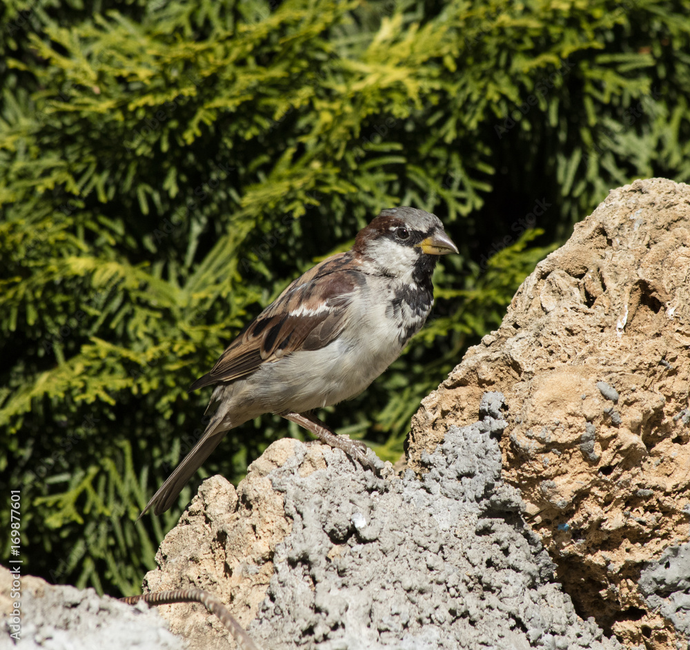 sparrow sparrow