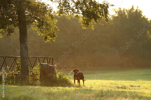 Hound dog in a misty meadow with tree and cattle feeder.