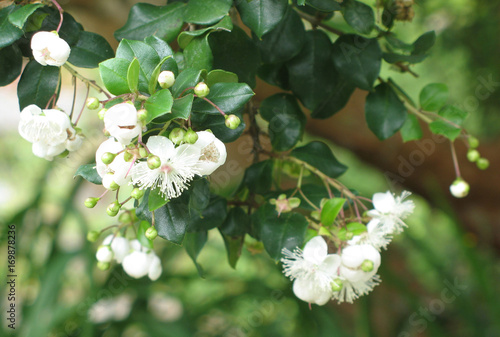 Myrtus