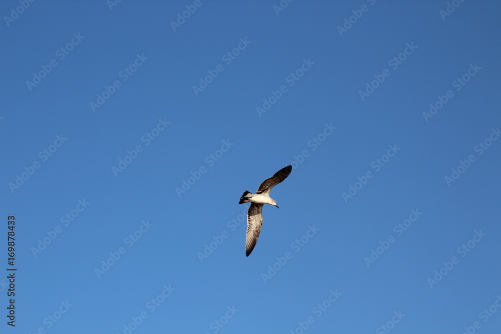 Ave en vuelo, el cielo despejado. Ave en vuelo, el cielo despejado.
