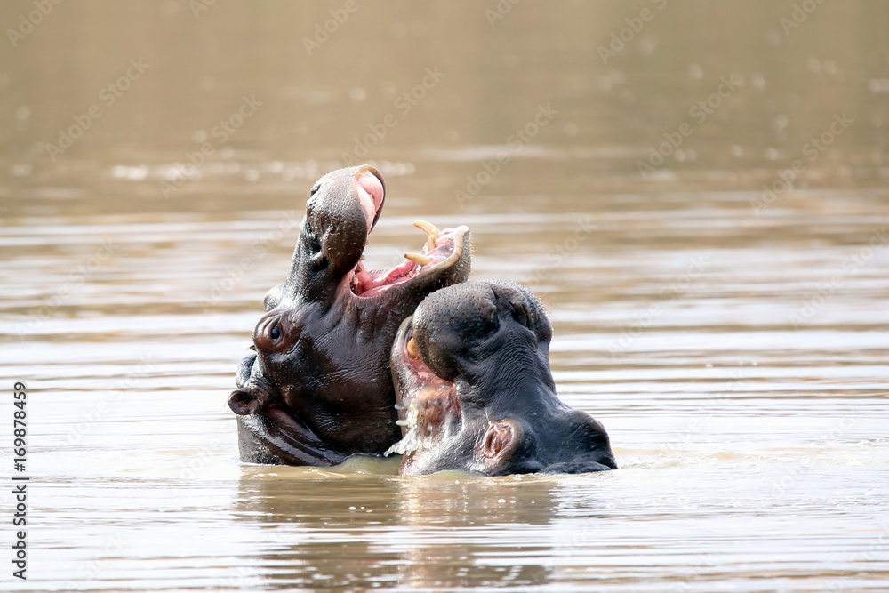 Fototapeta premium Hippo