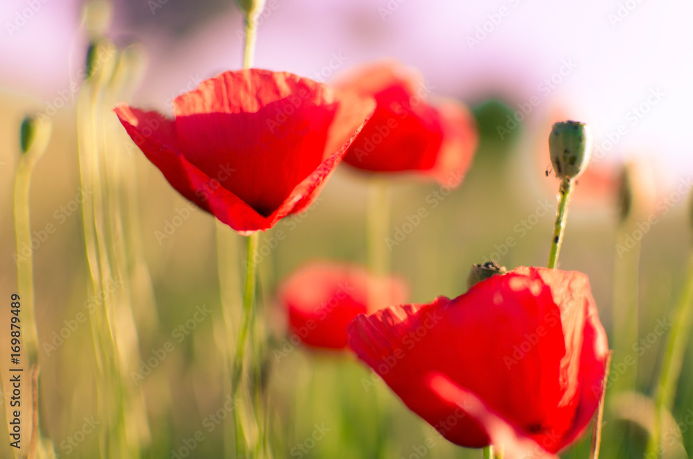 Obraz premium Red poppy