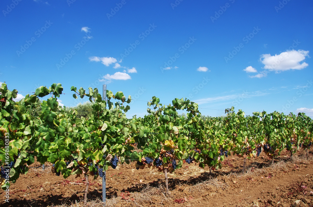 row of  Vineyard at Portugal, Alentejo region