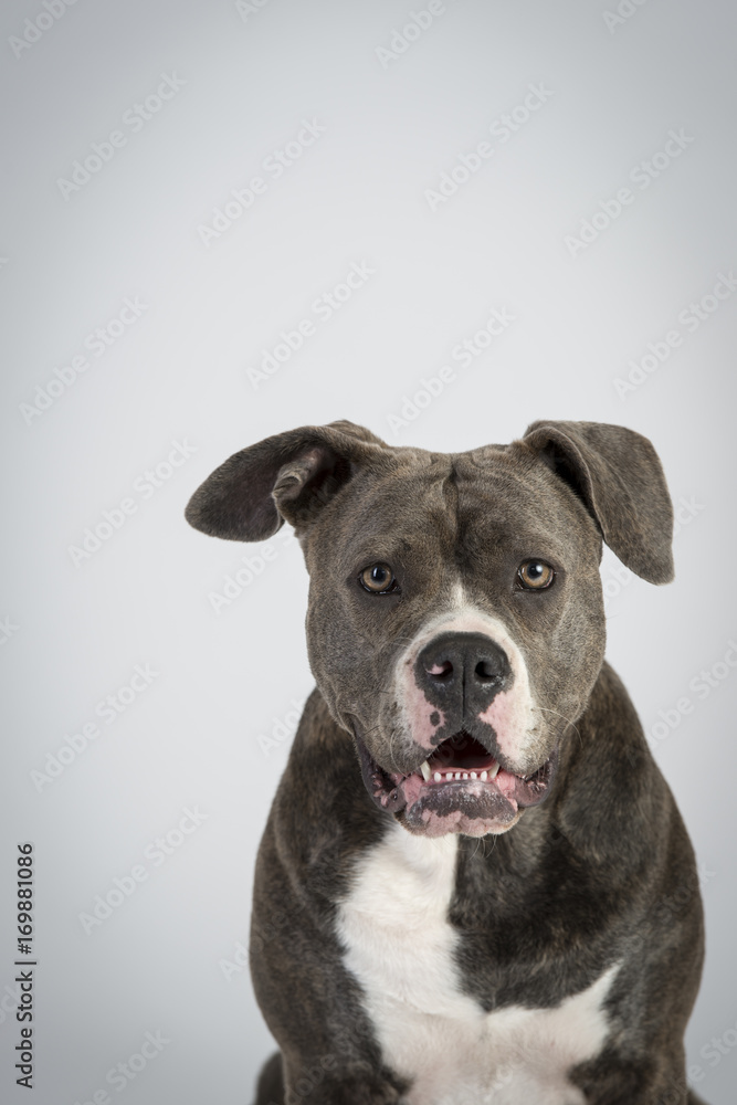 Hundeportraits-Bulldog-Kopf-schwarz-weiß