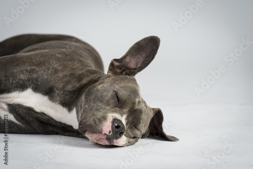 Hundeportraots-Bulldog-Kopf-schwarz-weiß © D.S.