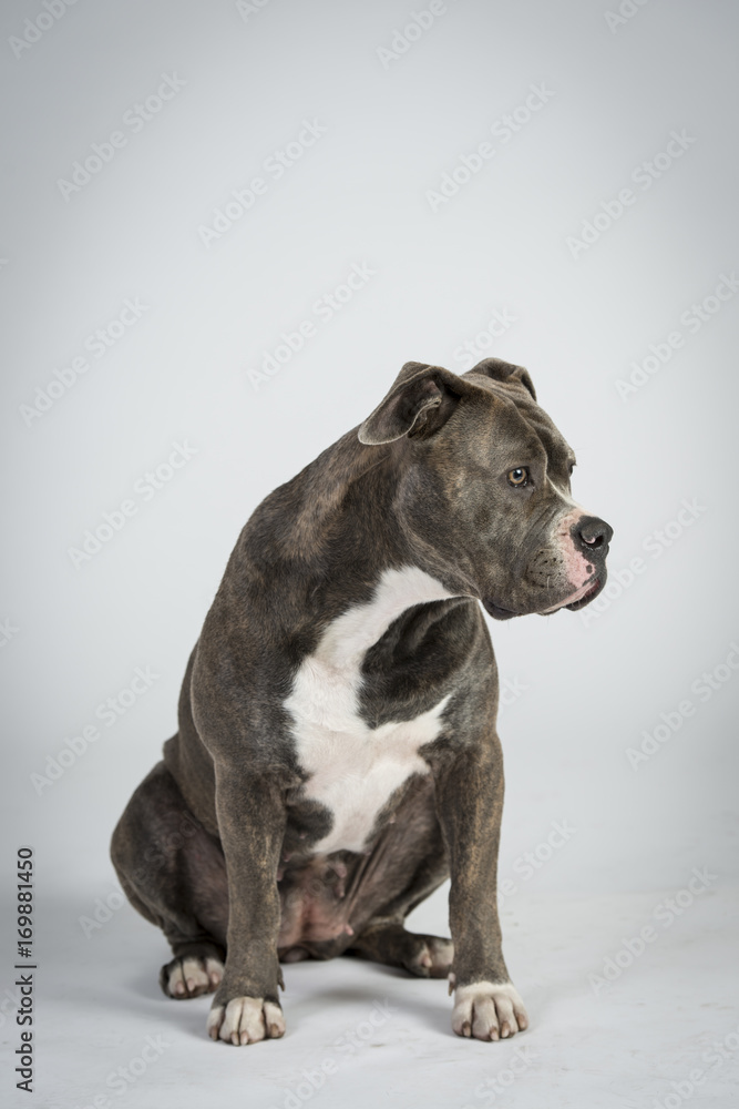 Hundeportraots-Bulldog-Kopf-schwarz-weiß