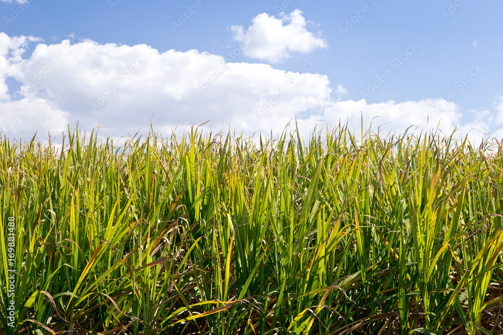 Sugar Cane crop in field ready for harvest - green field with blue sky