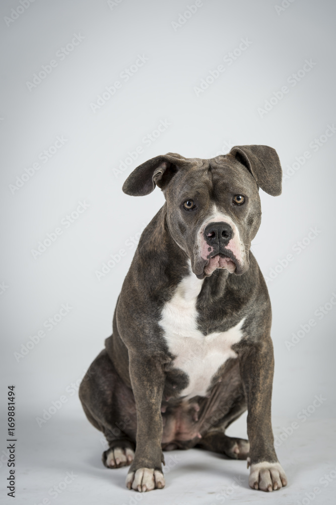 Hundeportraots-Bulldog-Kopf-schwarz-weiß