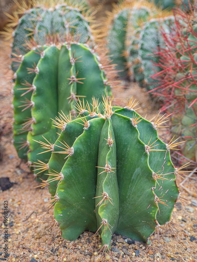 Fototapeta premium closeup of the cactus.