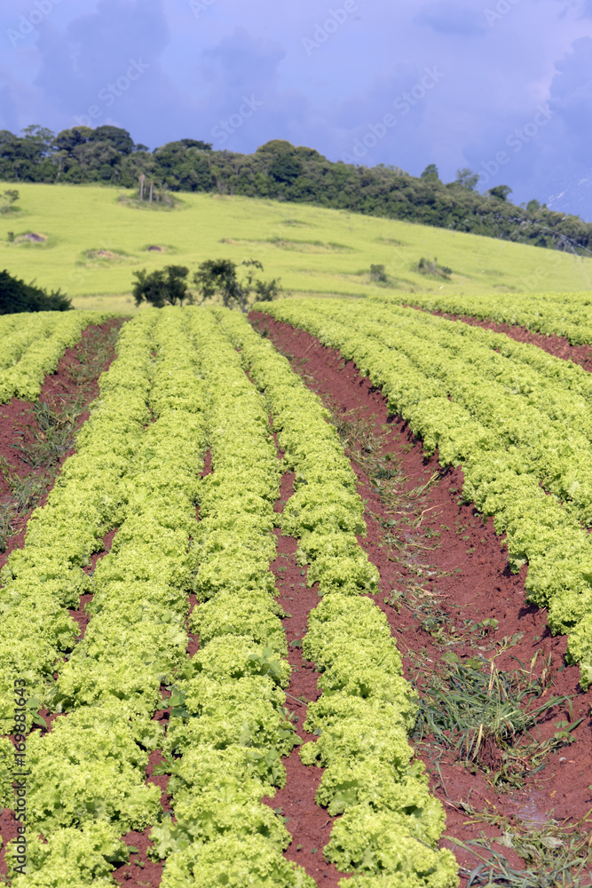 Plantation of lettuce