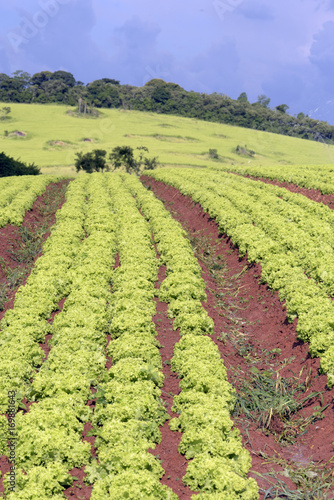 Plantation of lettuce