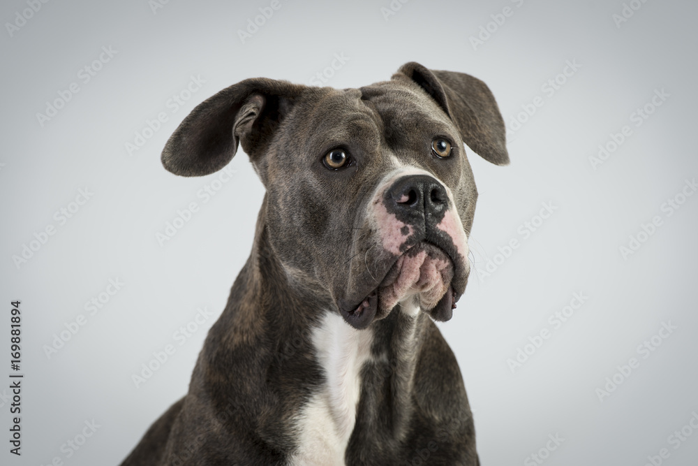 Hundeportraots-Bulldog-Kopf-schwarz-weiß