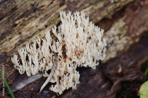 Moss