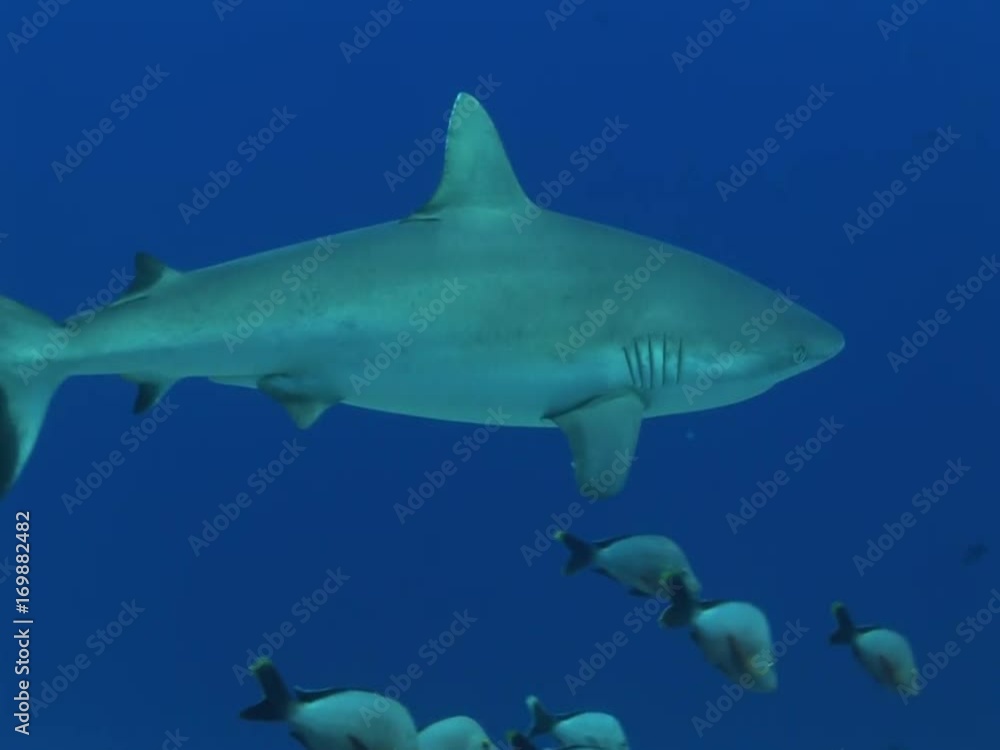 grey reefshark approaches from the blue grey reefshark approaches from the blue