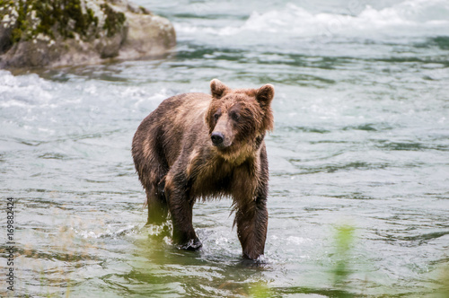 orso grizzly in fiume in alaska © macs