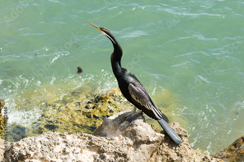 Australian Darter stretching neck photo