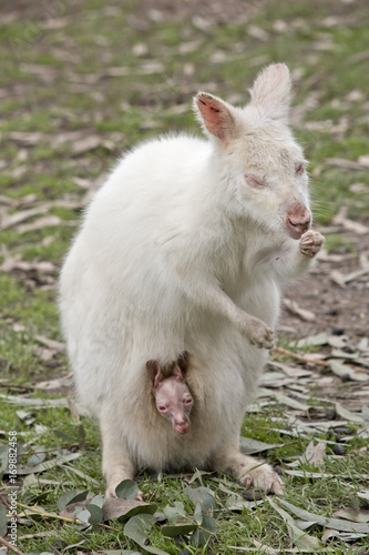 albino wallaby © susan flashman