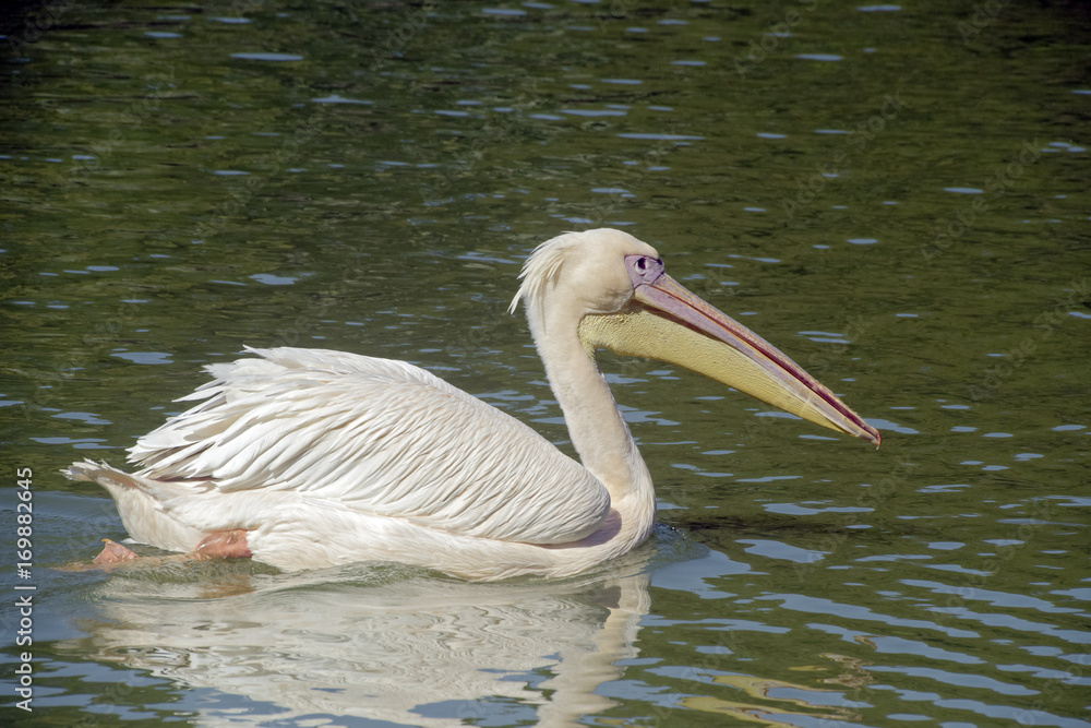 White pelican swimming in blue lake White pelican swimming in blue lake