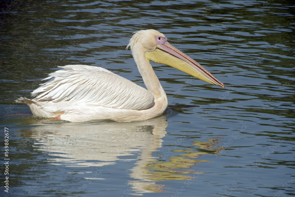 White pelican swimming in blue lake White pelican swimming in blue lake