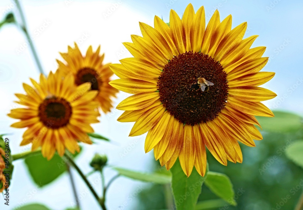 Three sunflowers with blue sky in the background