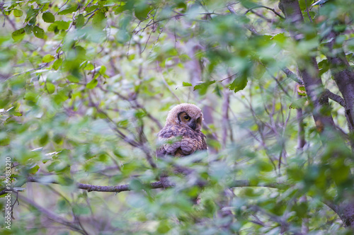Long Eared Owl Juvenile