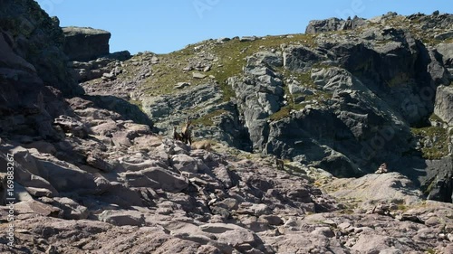 Steinbocks climbing on the rocks on the Bergamo Alps, northern Italy. photo