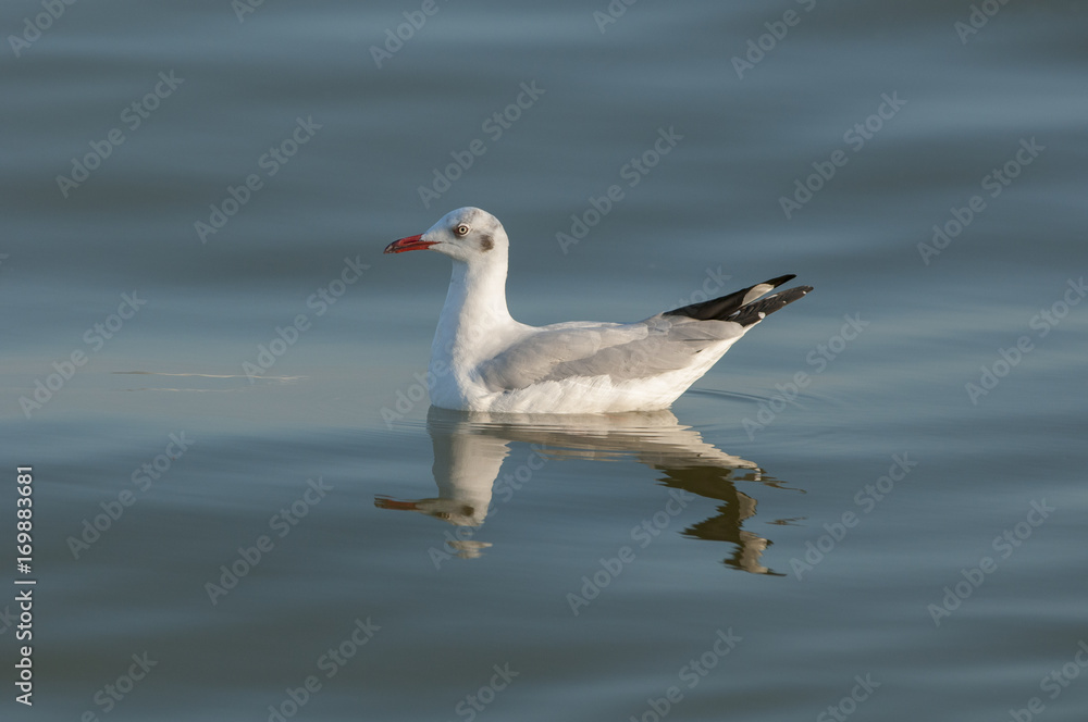 Bิeautiful brown-headed gull in the morning Bิeautiful brown-headed gull in the morning